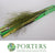 Grass 'Emu Feather'