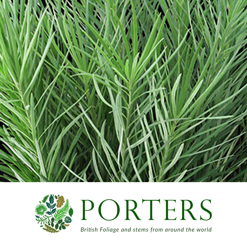 Grass &#39;Emu Grass&#39;
