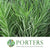 Grass 'Emu Grass'
