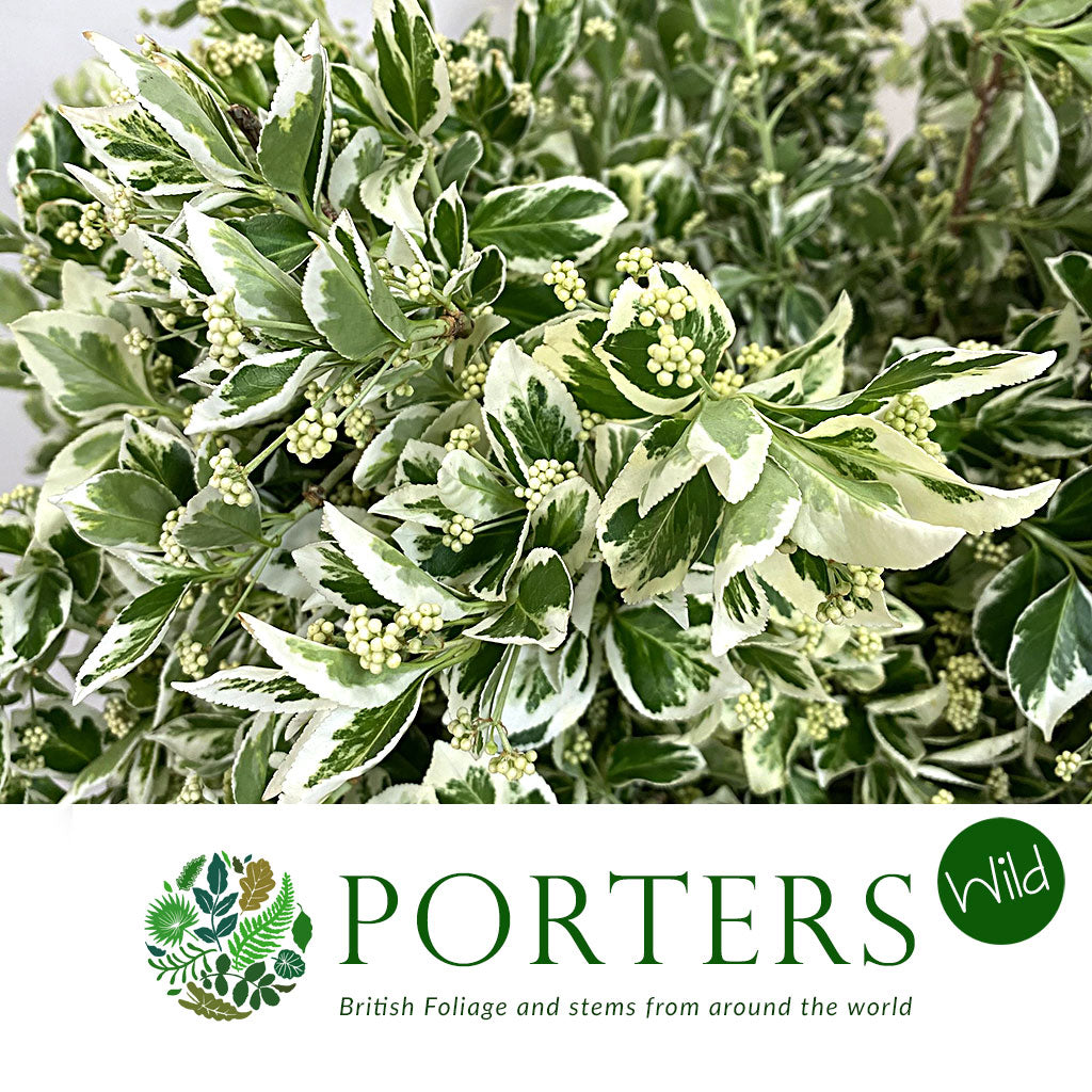 Euonymus &#39;White Veriegated&#39; (Wild)