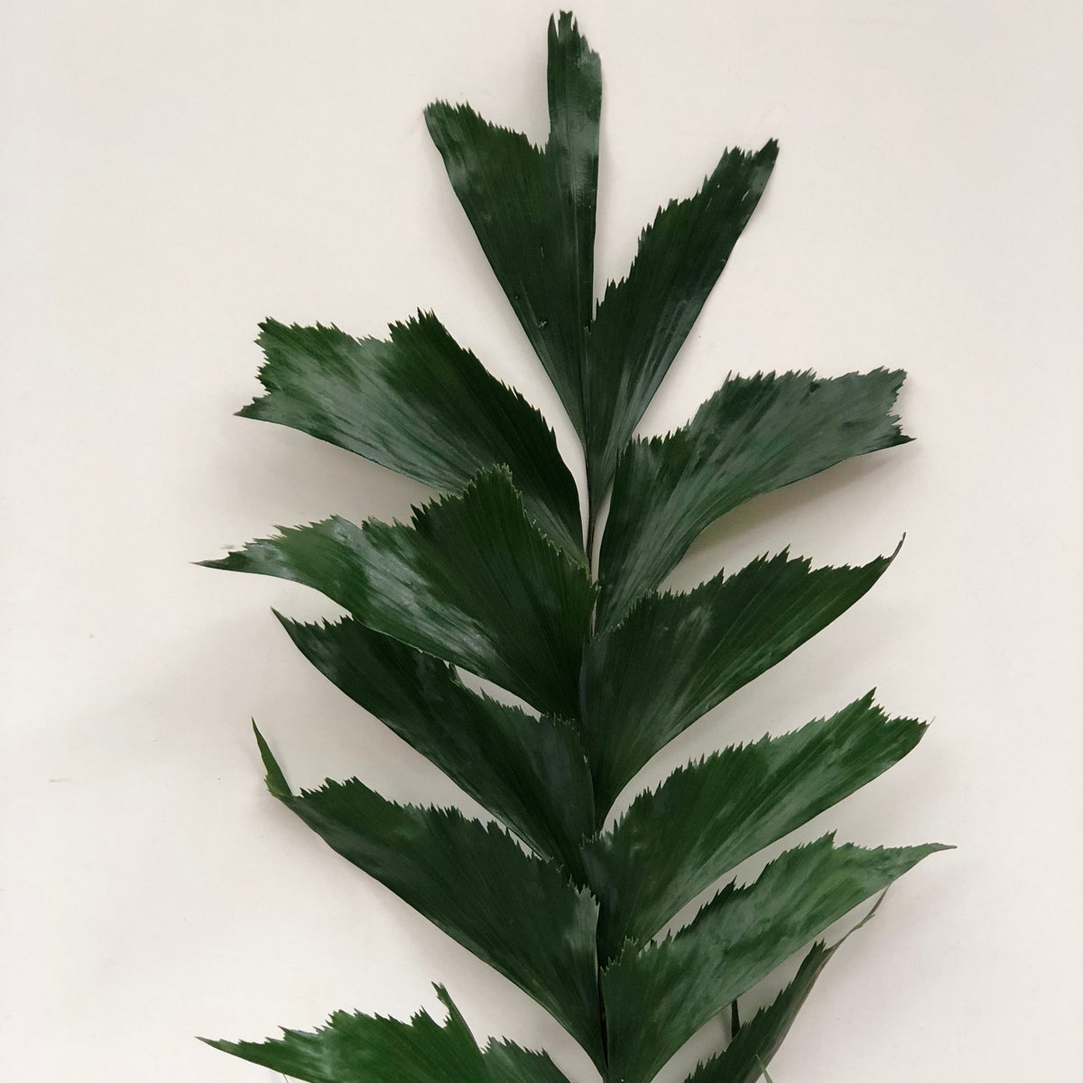 Palm &#39;Caryota&#39; (Leaves) Medium (x10)