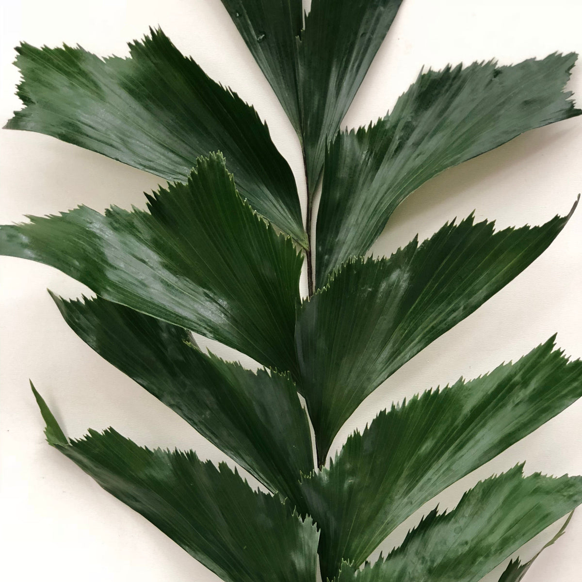 Palm &#39;Caryota&#39; (Leaves) Medium (x10)