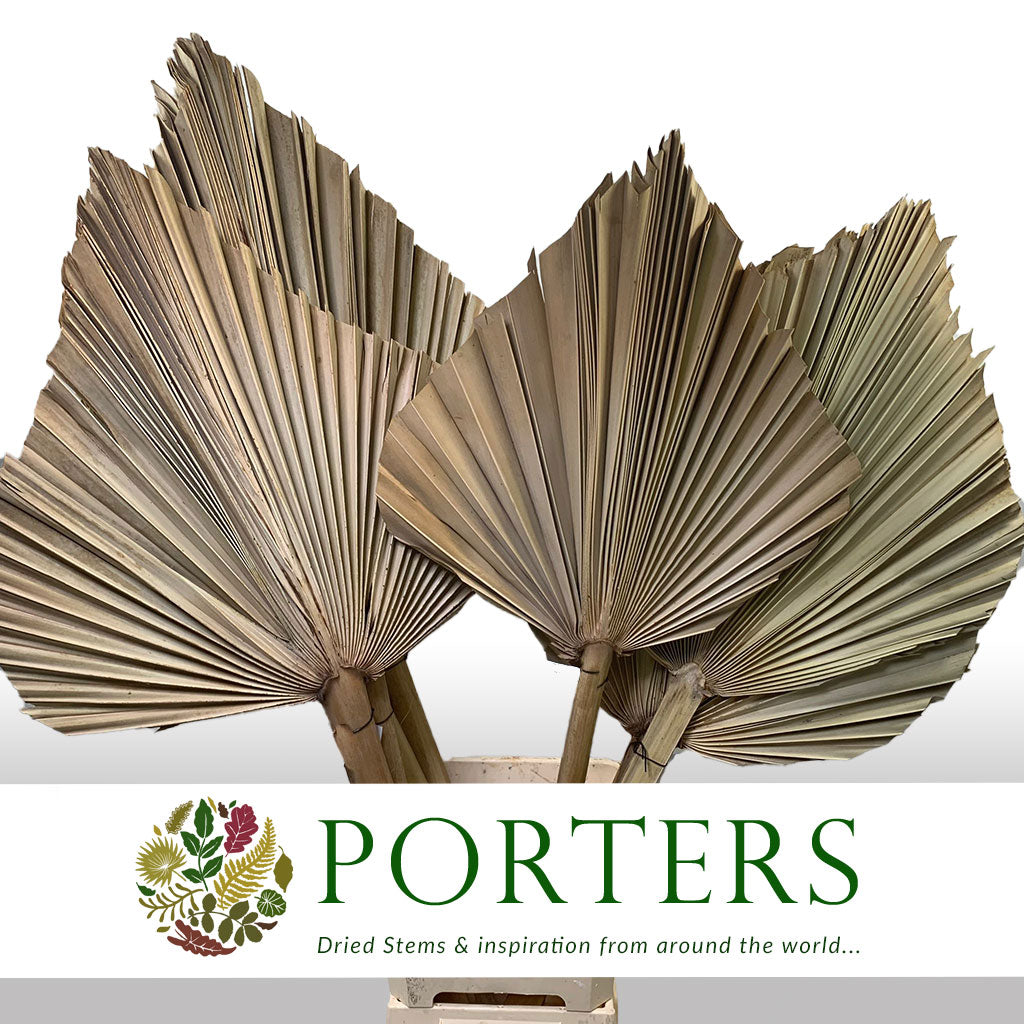 Palm &#39;Spear Palm&#39; (Super) (Natural) (Tough Leaf) 1.2m (DRY) (stem)