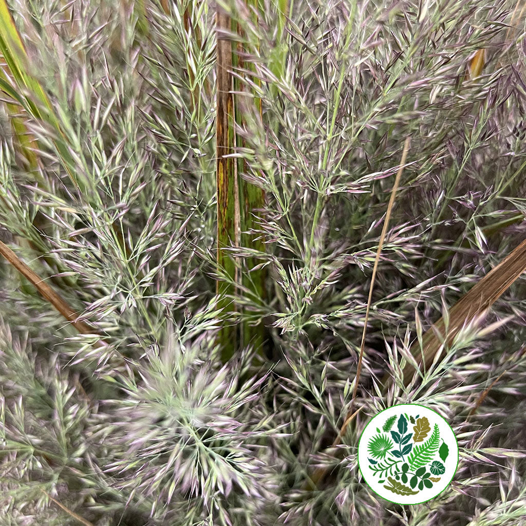 Grass &#39;Feather Grass&#39; (Cultivated E) (x10)