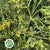 Fennel (Wild) (Various)