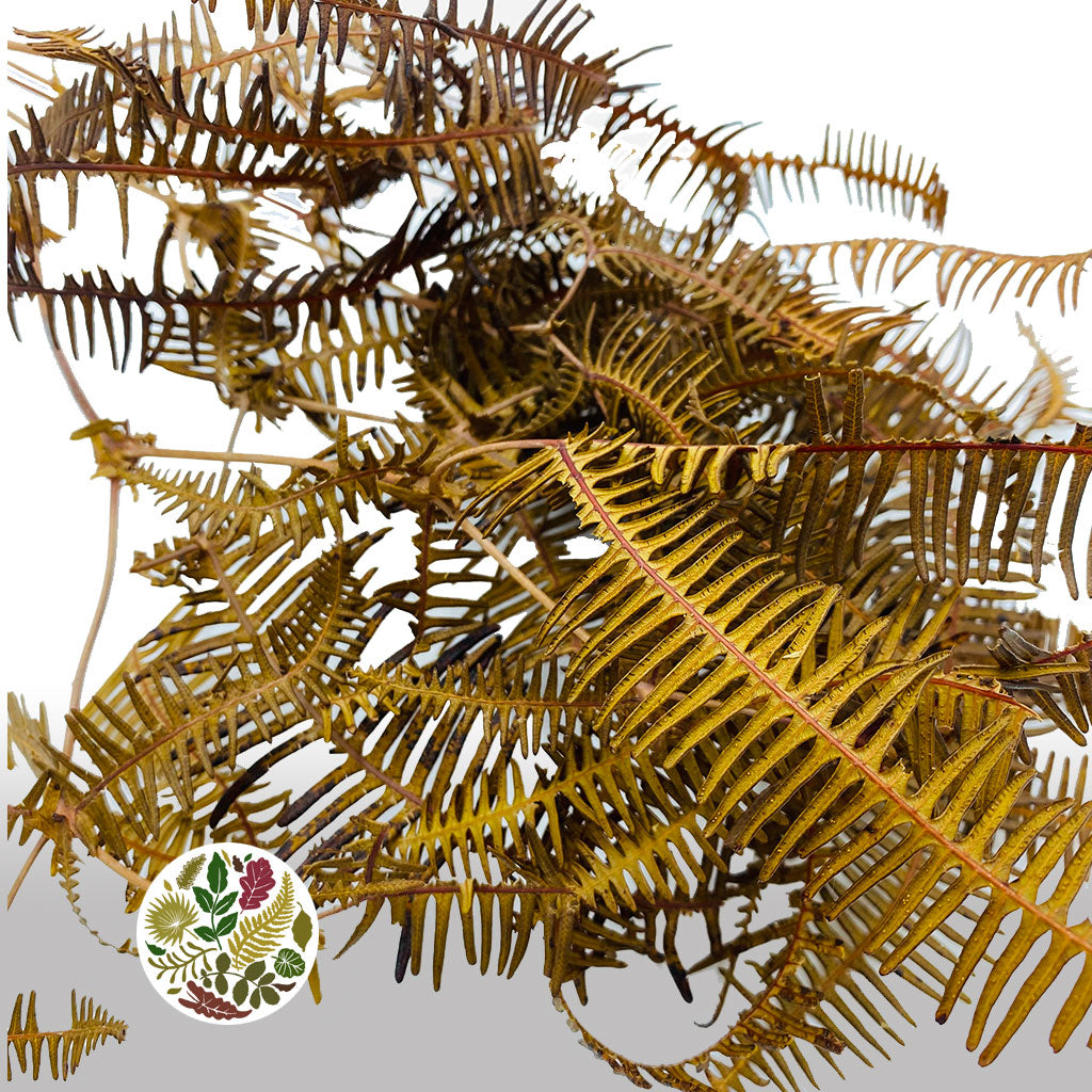 Fern &#39;Helechos&#39; (Natural) (DRY)