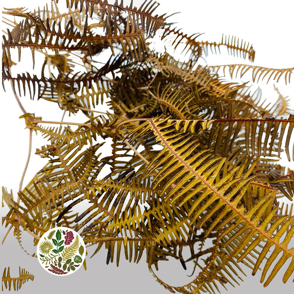 Fern (Helechos) DRY (Natural)