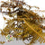 Fern 'Helechos' (Natural) (DRY)