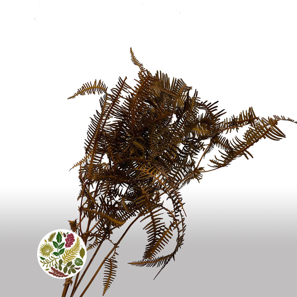 Fern 'Helechos' (Natural) (DRY)