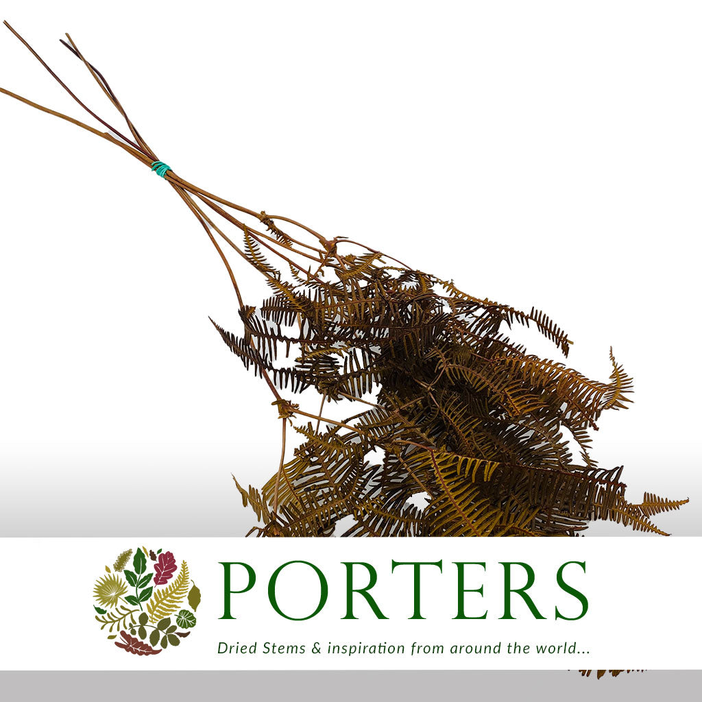 Fern 'Helechos' (Natural) (DRY)
