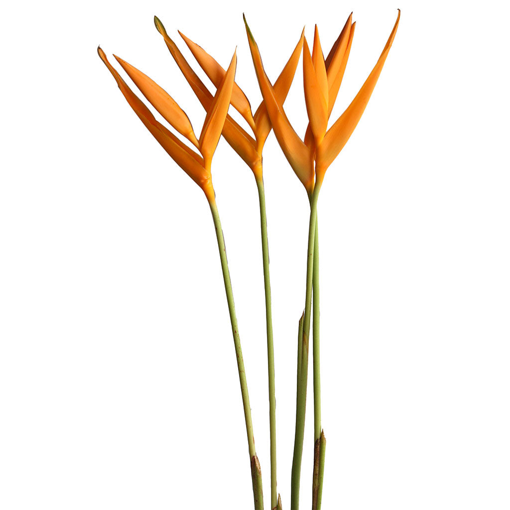 Heliconia &#39;Fire Opal&#39; 80cm (x10)