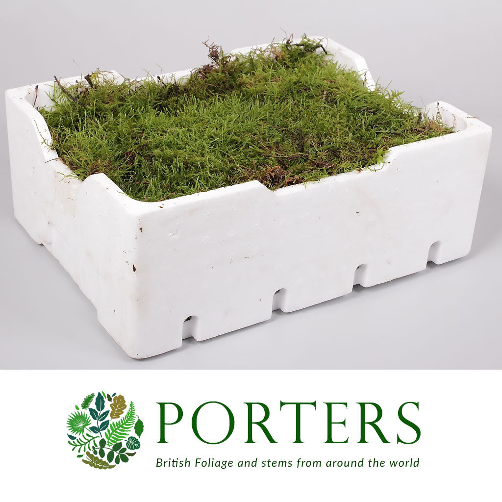 Moss &#39;Flat Moss&#39; (Polystyrene Tray)