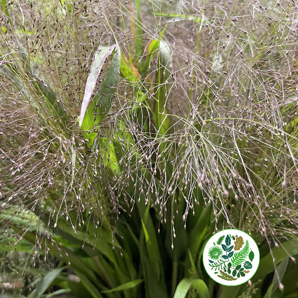 Grass &#39;Frosted Explosion&#39; (Cultivated E) (x10)