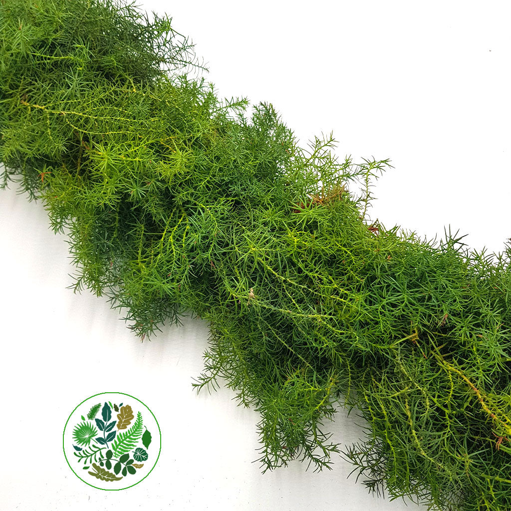 Garland &#39;Cryptomaria&#39; Fresh (price per metre)