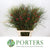 Grevillea 'Johnsonii' Flowering 80cm (x10)