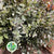 Eucalyptus 'Gunny' (Cultivated E) 90-110cm (x10)