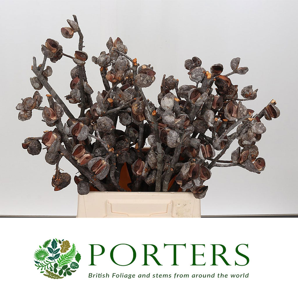 Hakea &#39;Sericea Nuts&#39; DRY (Various Sizes)
