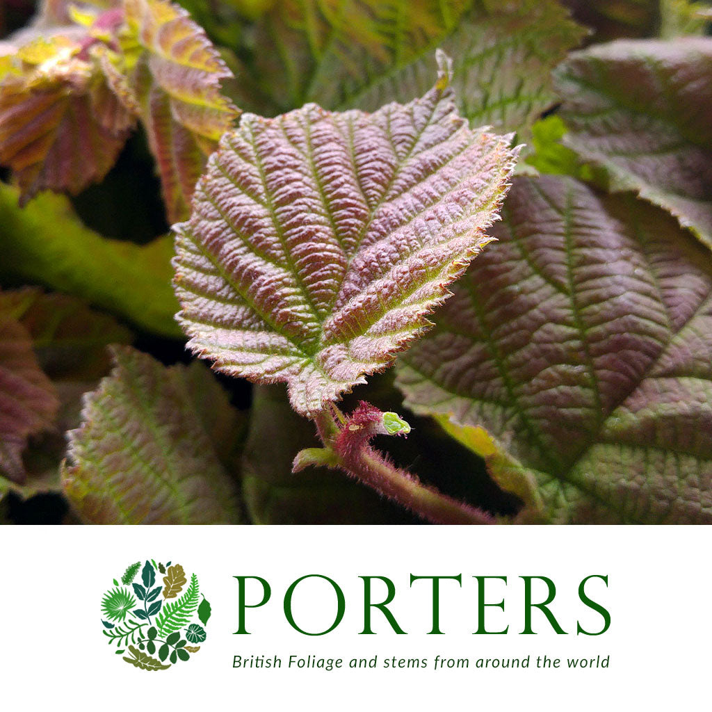 Hazel &#39;Green Foliage&#39; Corylus leaf (x10)
