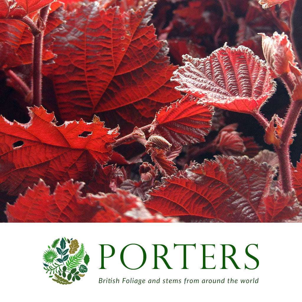 Hazel &#39;Red Foliage&#39; Corylus Leaf (x10)