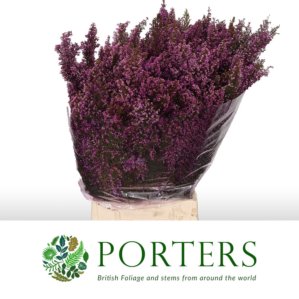 Heather (Erica) &#39;Aspirated Pink&#39; 60cm