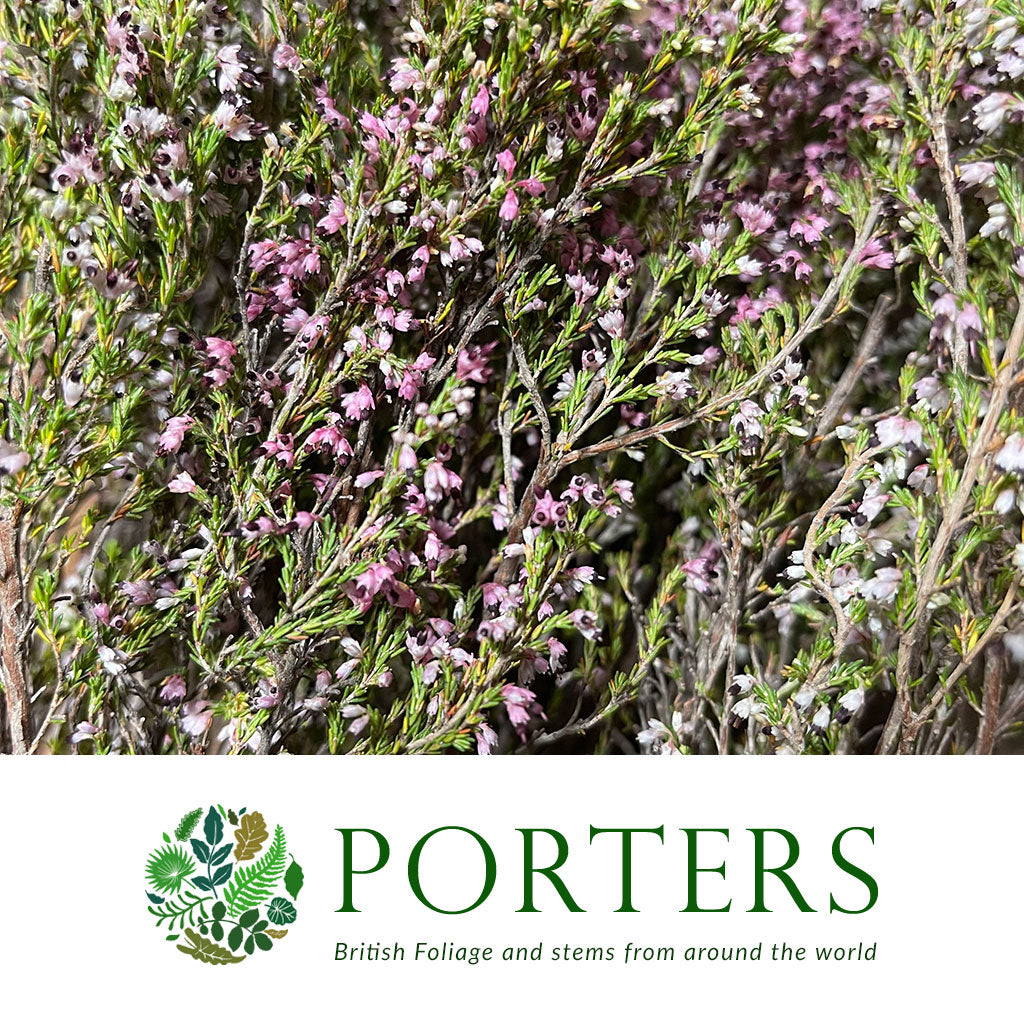 Heather (Erica) &#39;Roze&#39; (x10)