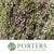 Heather (Erica) 'Roze' (x10)
