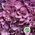 Hydrangea Flower Bundles Wild (English)