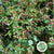 Hypericum Wild (Red Berries)