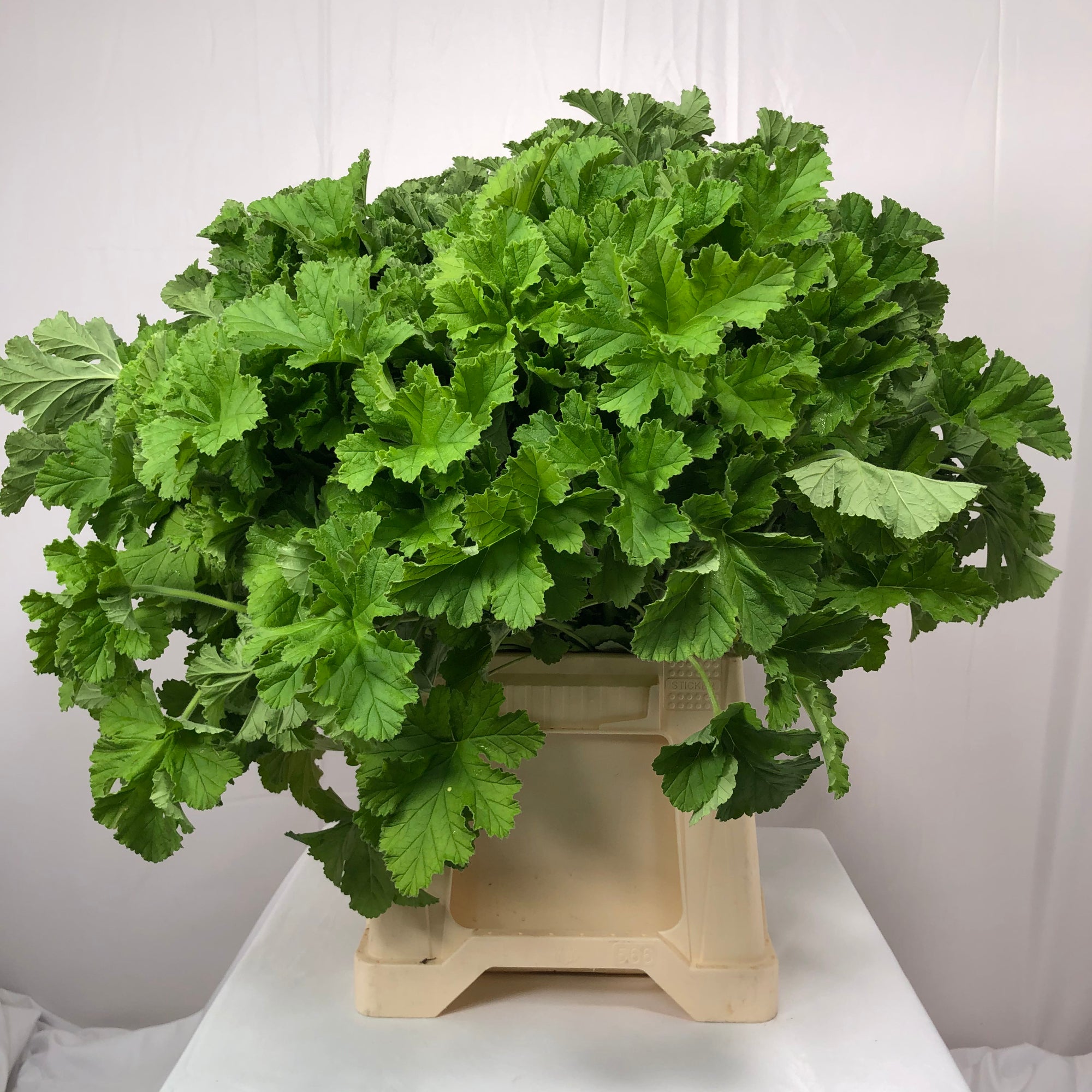 Geranium 'Scented' E (x10)