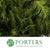 Conifer 'Flat' (Wild) 'Cypressus'