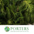 Conifer 'Flat' (Wild) 'Cypressus' (Various Types)
