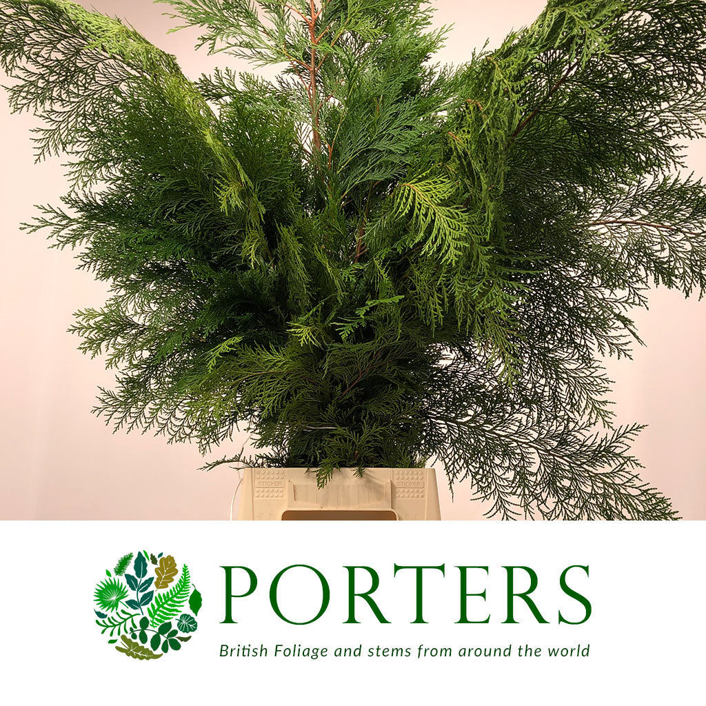 Conifer &#39;Flat&#39; (Wild) &#39;Cypressus&#39; (Various Types)