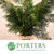 Conifer 'Flat' (Wild) 'Cypressus' (Various Types)