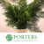 Flat 'Cypressus' Conifer (Wild)