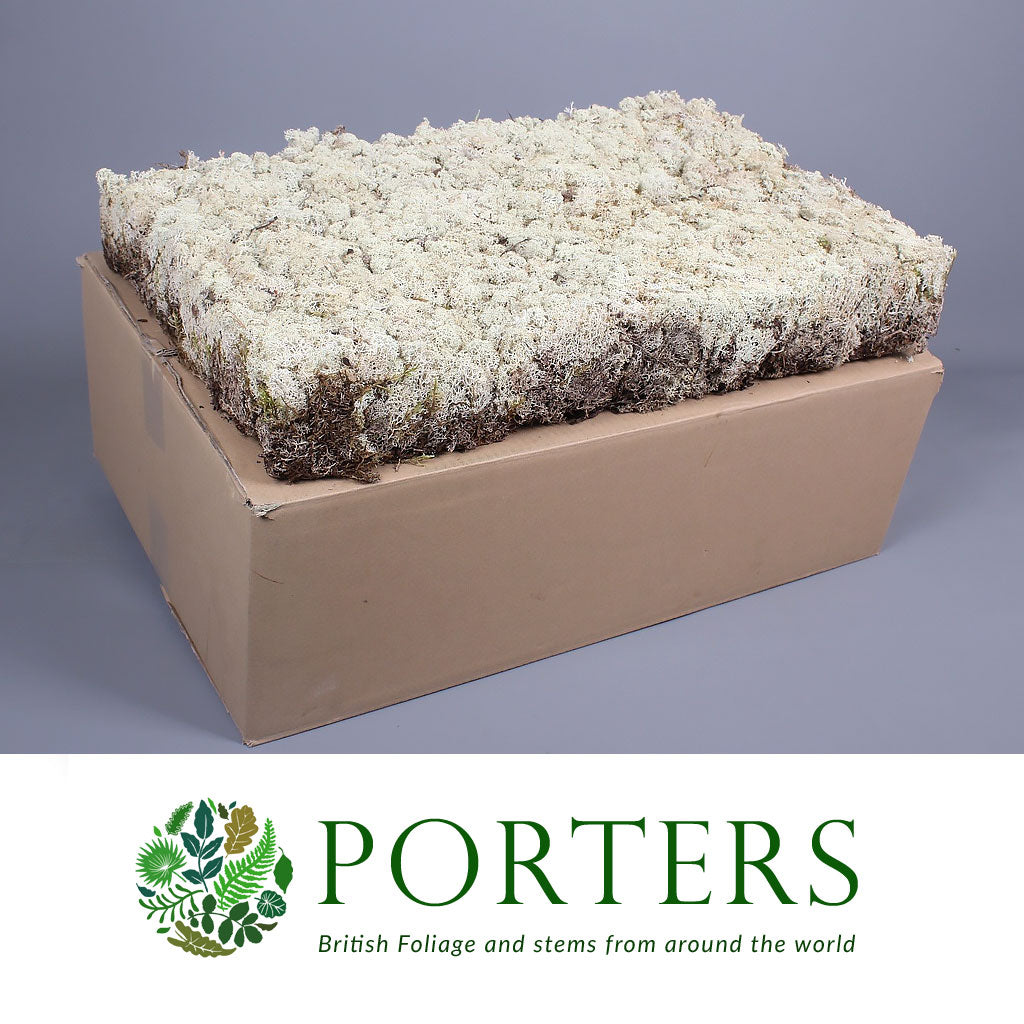 Moss &#39;Reindeer Vac&#39; (DRY) (Large box)