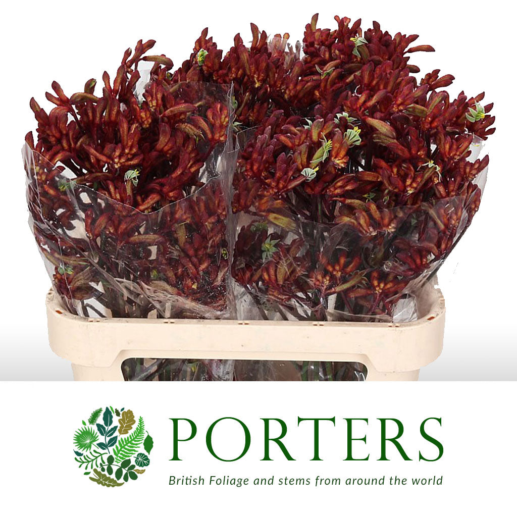 Kangaroo Paw &#39;Big Red&#39; 1.2m (x10)