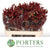 Kangaroo Paw 'Big Red' 1.2m (x10)