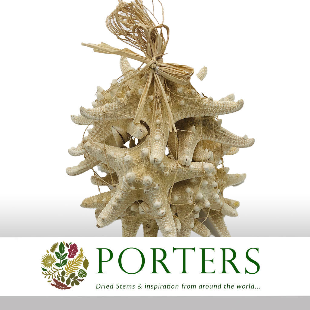 Shells Knobby Starfish DRY 12-15cm