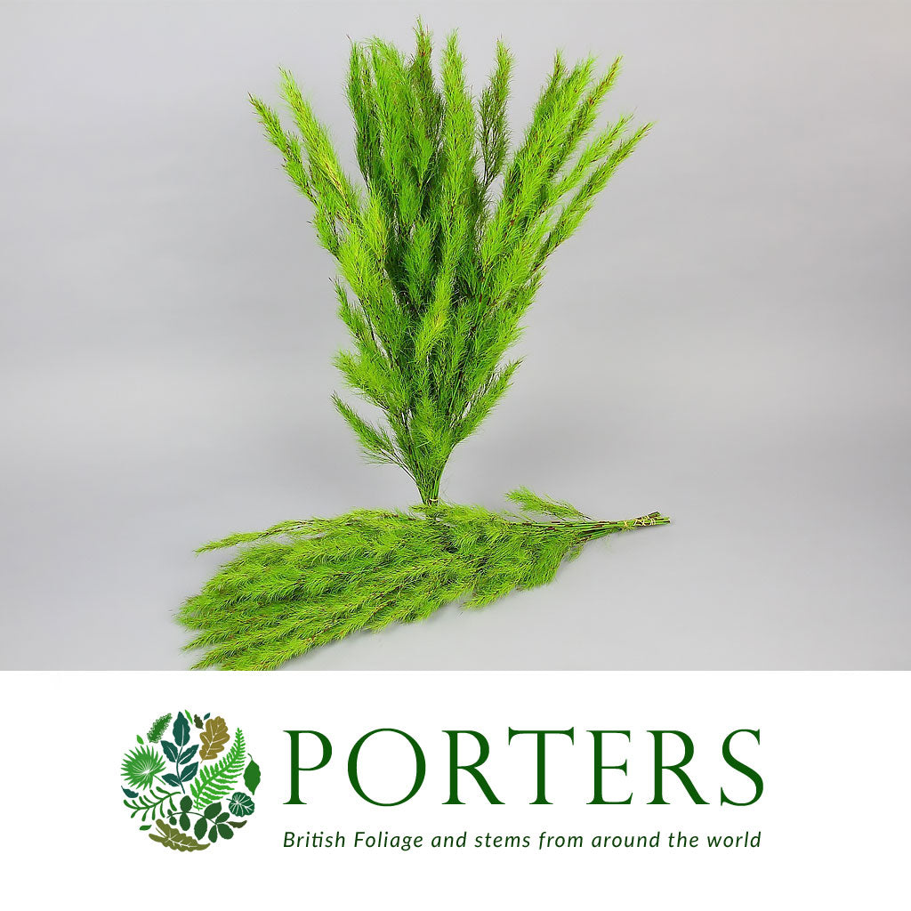 Fern &#39;Koala&#39; 80cm (x10)