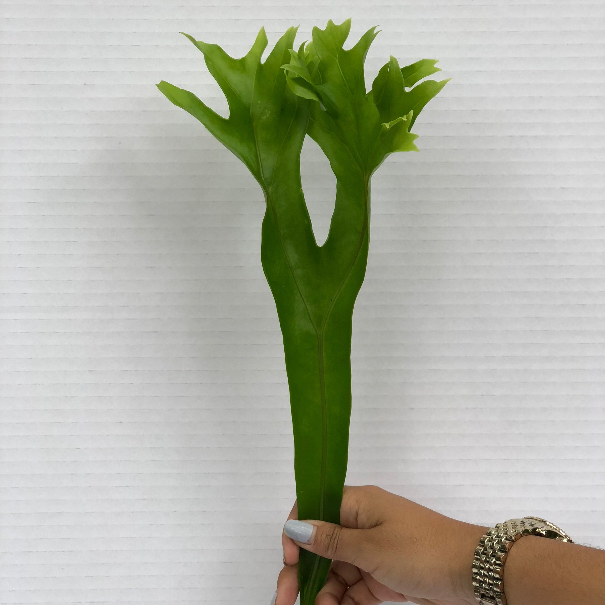 Polypodium 'Cristal' Leaves (x10 (Various Sizes)