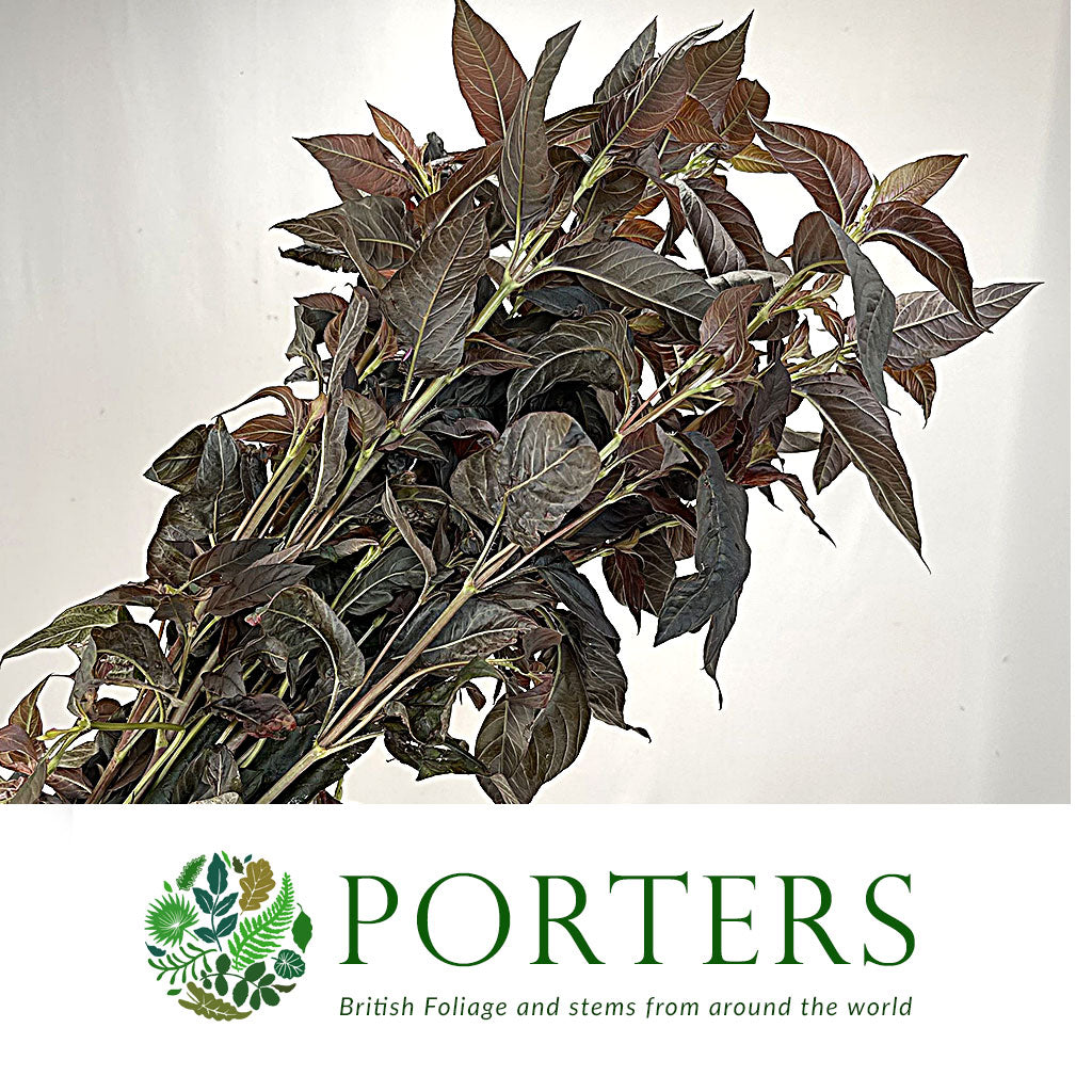 Lysimachia &#39;Firecracker&#39; (Dark Leaf) (x10)