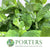 Mint 'Apple' (Cultivated E) (x20)