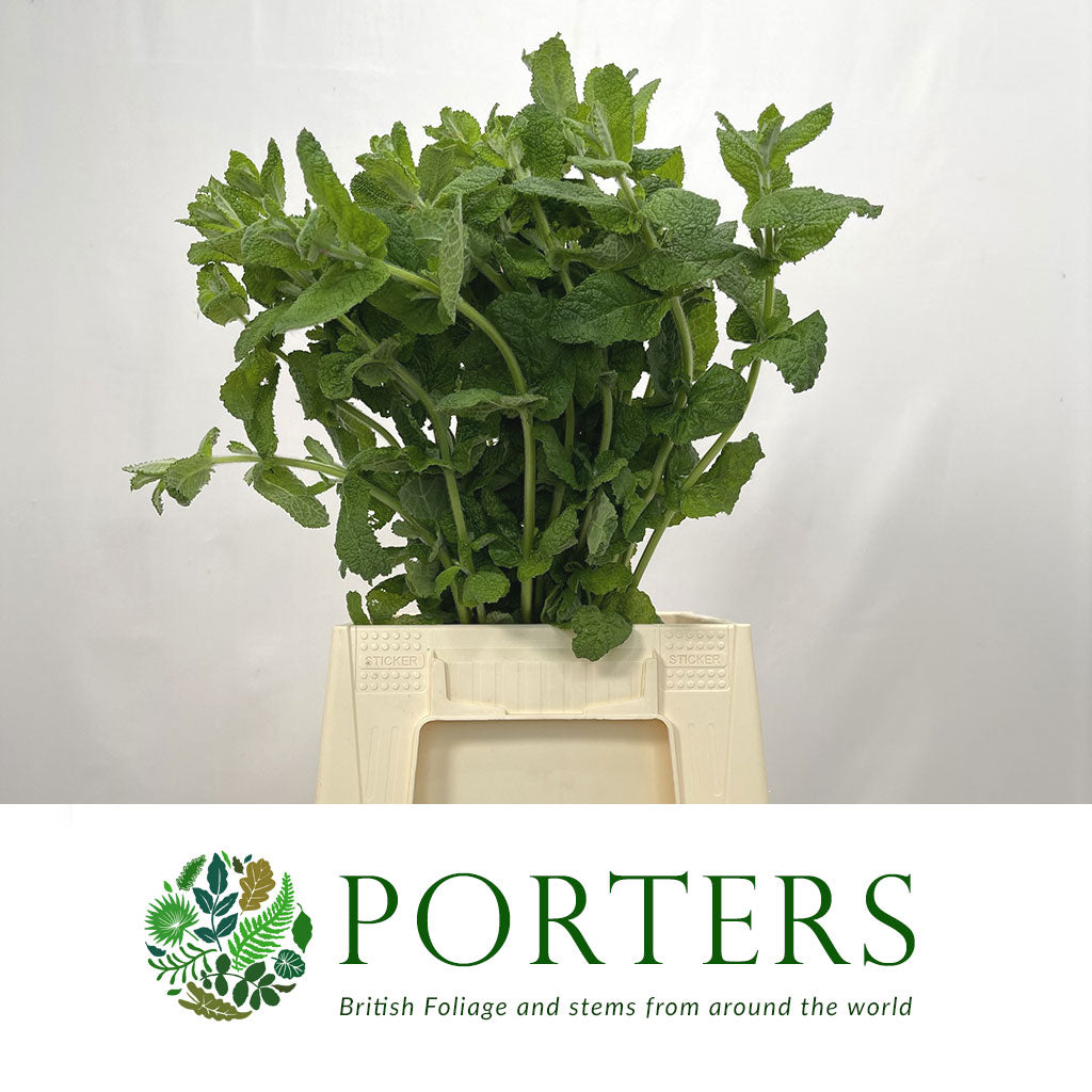 Mint &#39;Apple&#39; (Cultivated E) (x20)