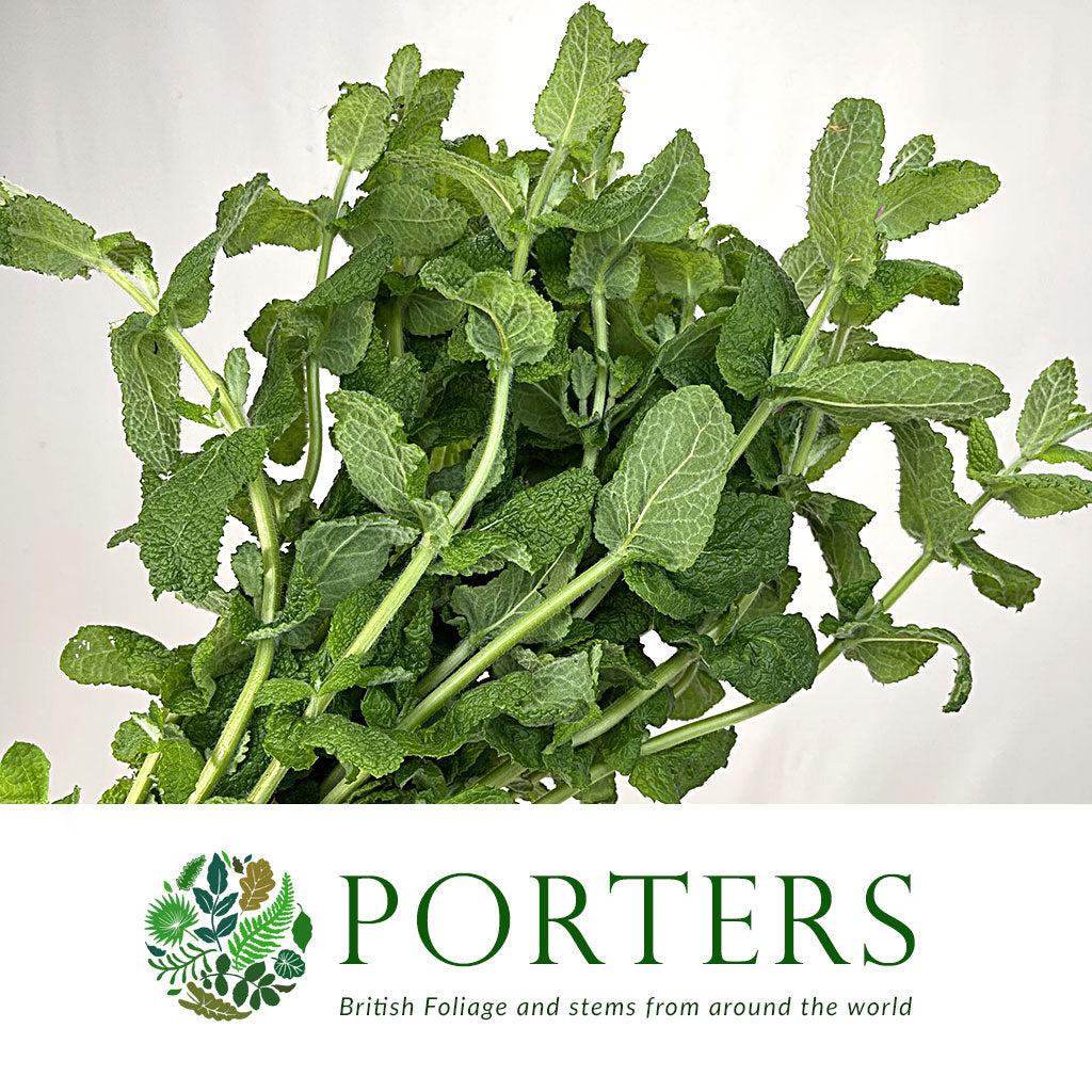 Mint &#39;Apple&#39; (Cultivated E) (x20)