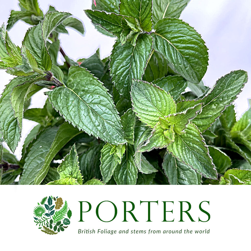 Mint &#39;Pepper&#39; (Cultivated E) (x20)