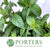 Mint 'Pepper' (Cultivated E) (x20)