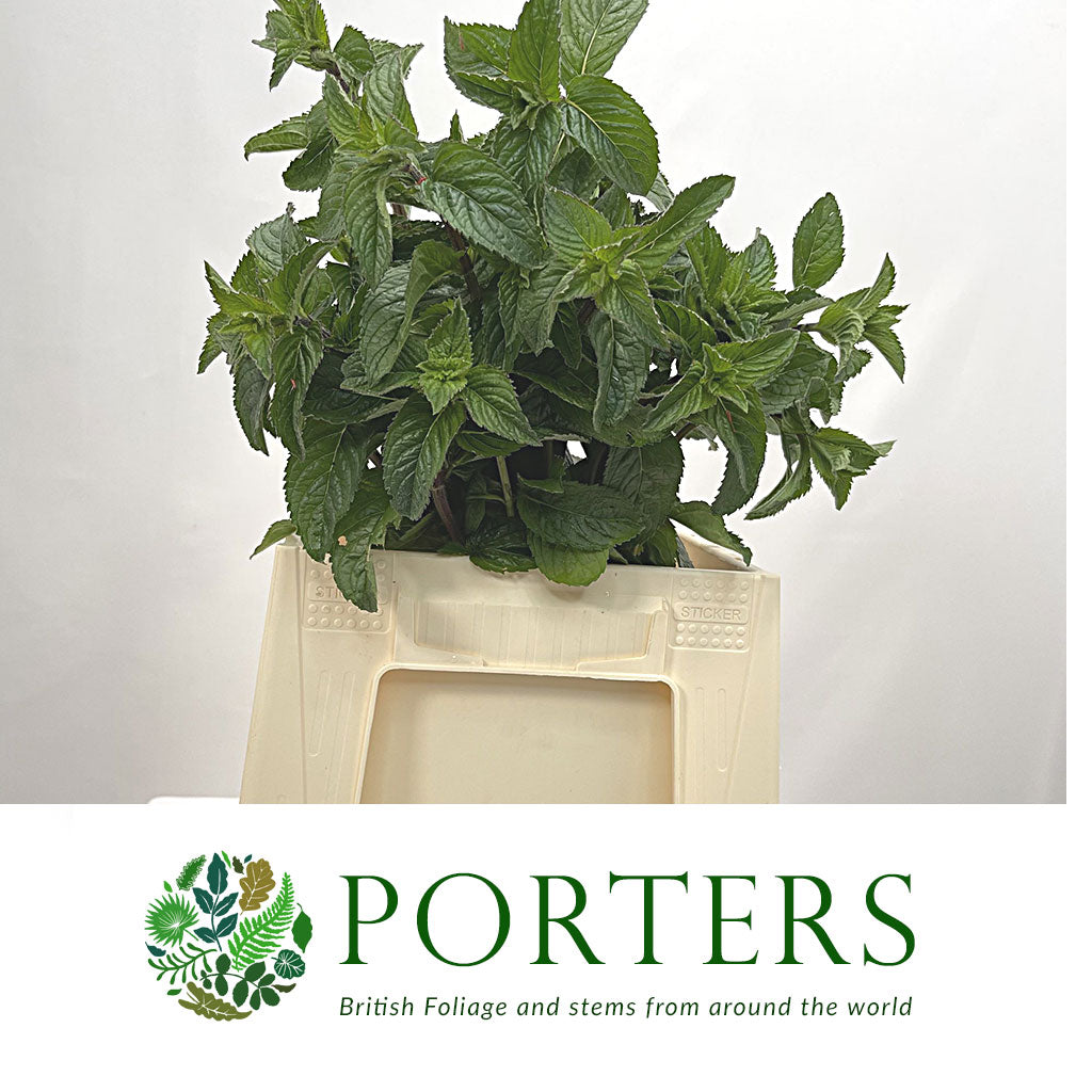 Mint &#39;Pepper&#39; (Cultivated E) (x20)