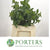 Mint 'Pepper' (Cultivated E) (x20)