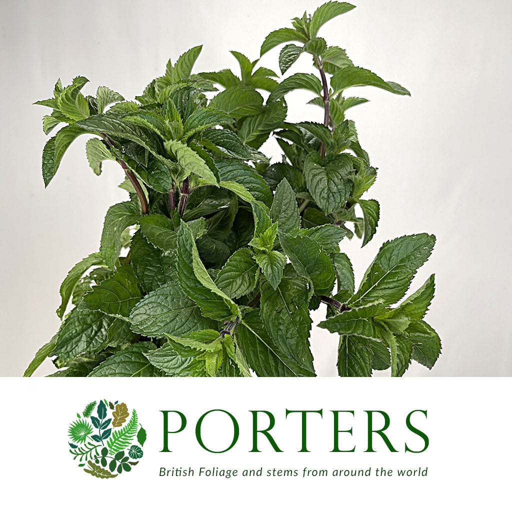 Mint &#39;Pepper&#39; (Cultivated E) (x20)