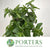 Mint 'Pepper' (Cultivated E) (x20)